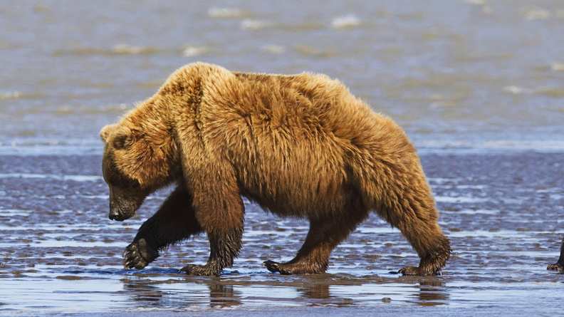Bear Family-Animal World Wallpaper Wallpaper 1920x1200[10wallpaper.com]
